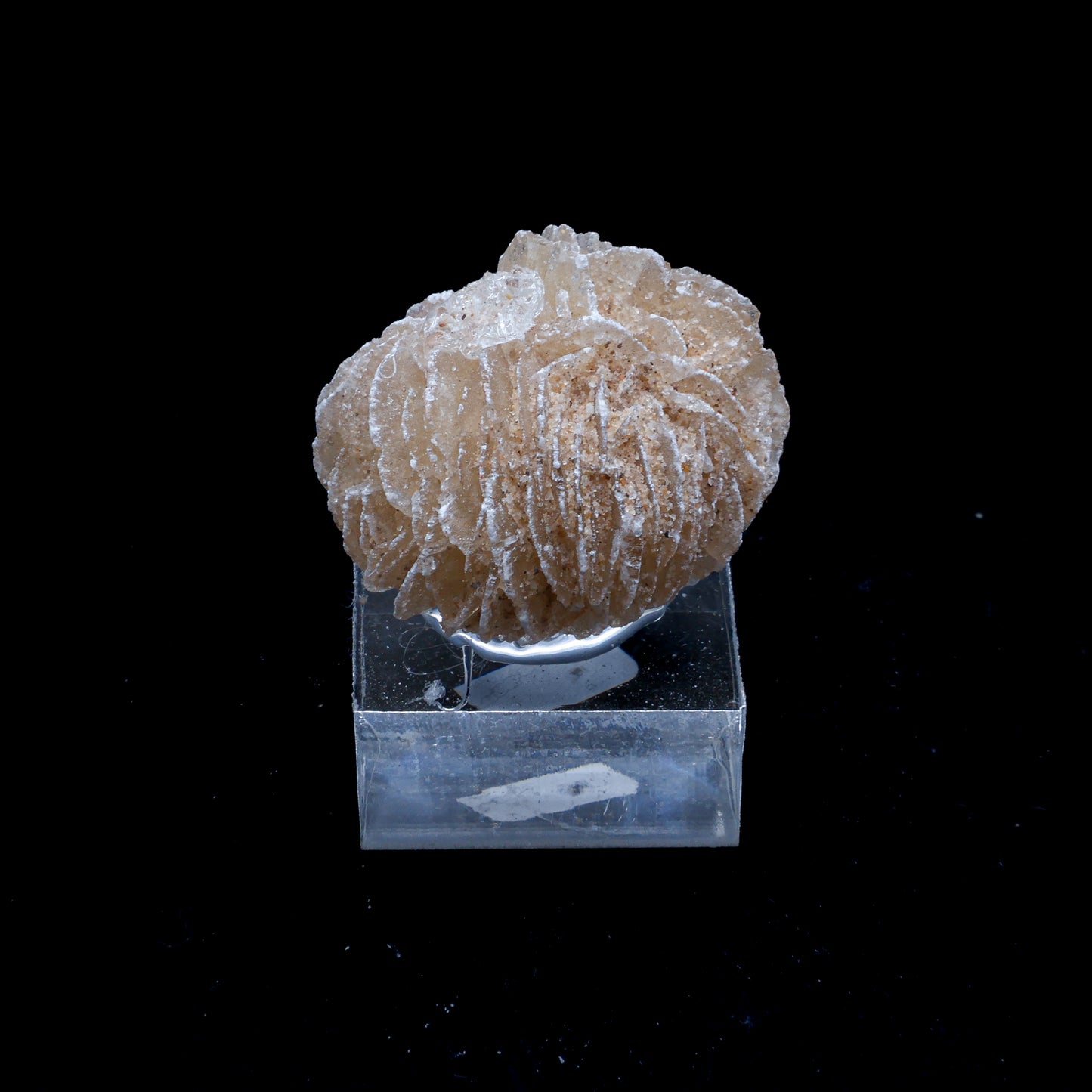 Rosa del Desierto