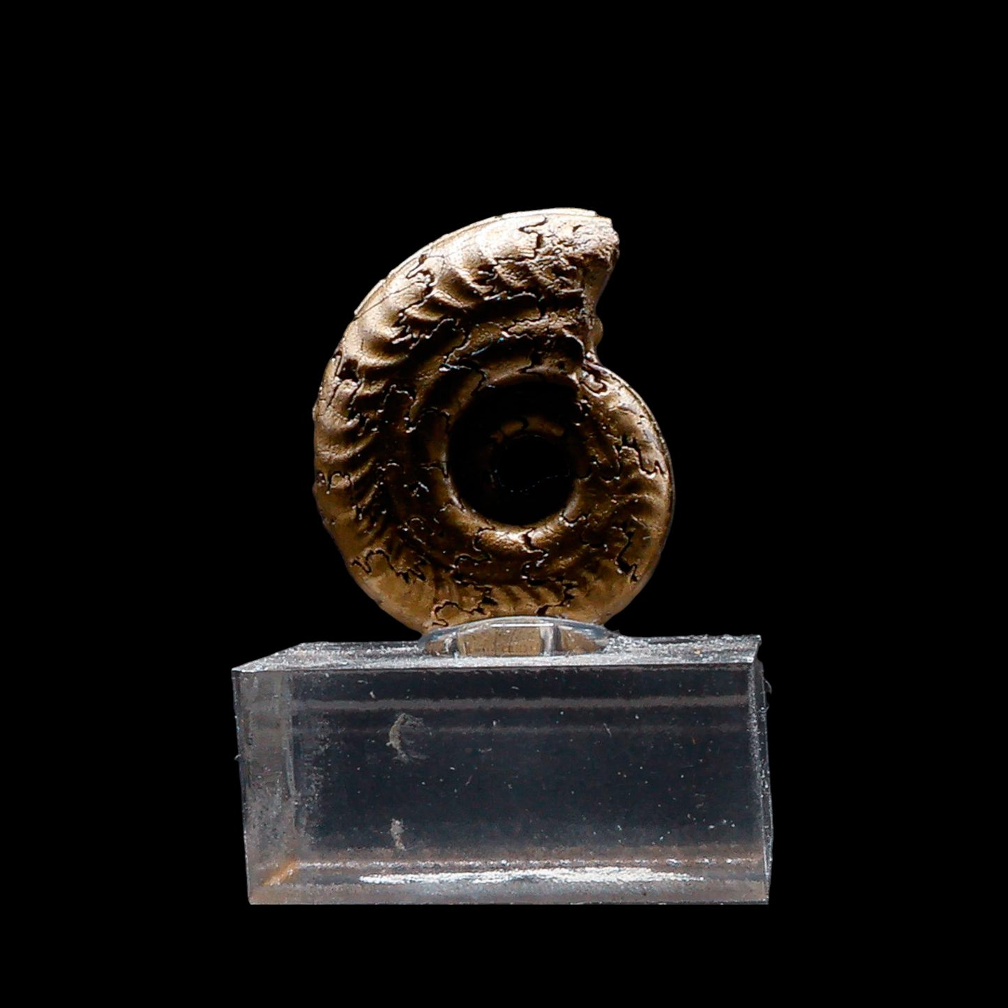 Fósil de Ammonite Piritizado