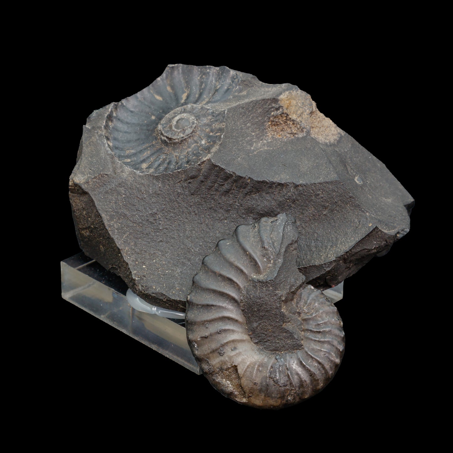 Fósil de Ammonite