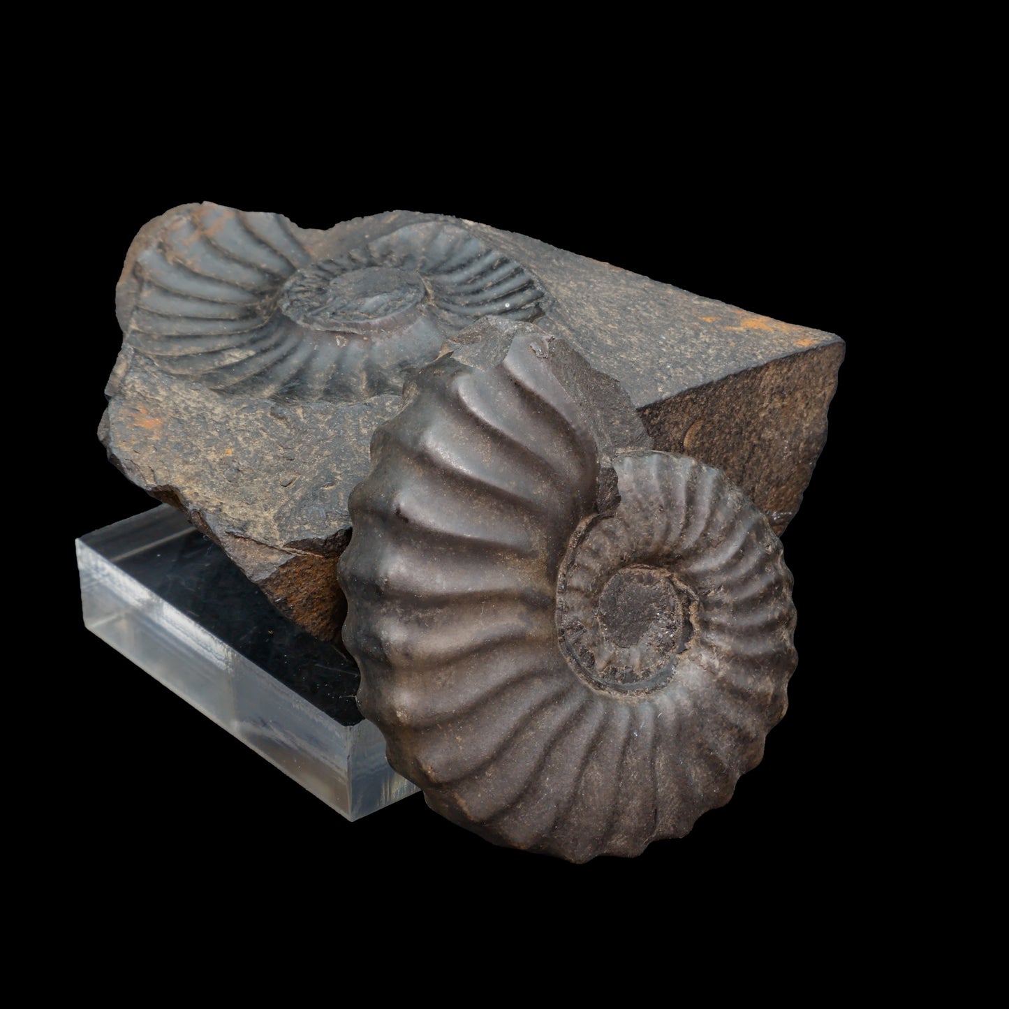 Fósil de Ammonite