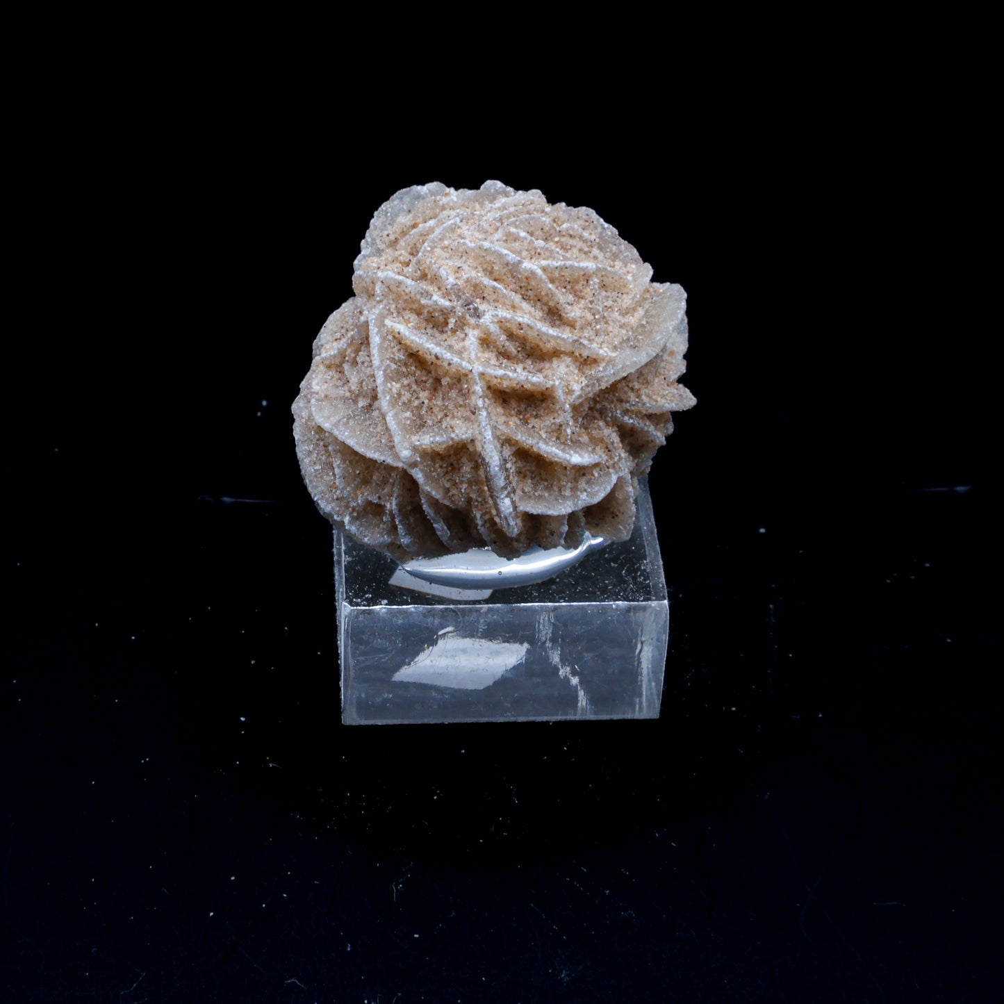Rosa del Desierto