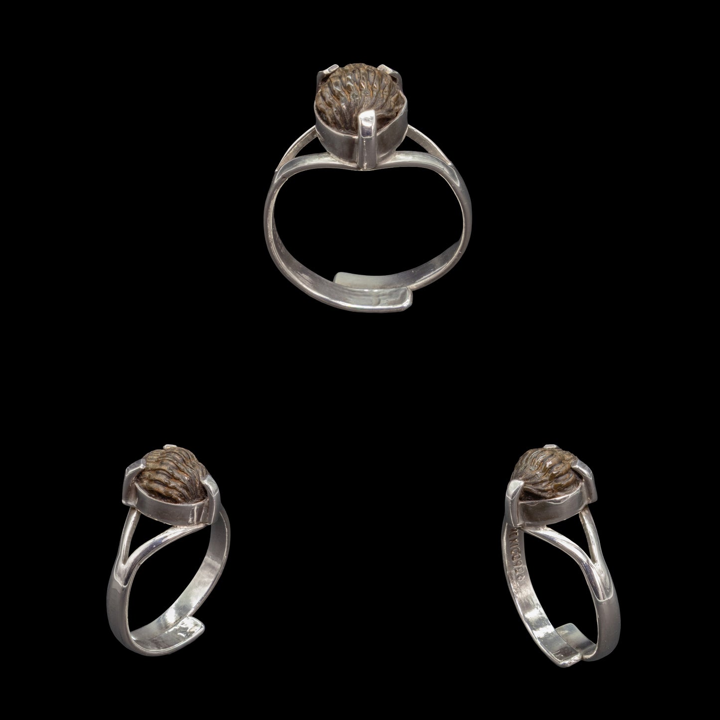 Anillo De Trilobite Fósil