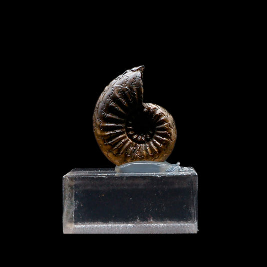 Fósil de Ammonite Piritizado