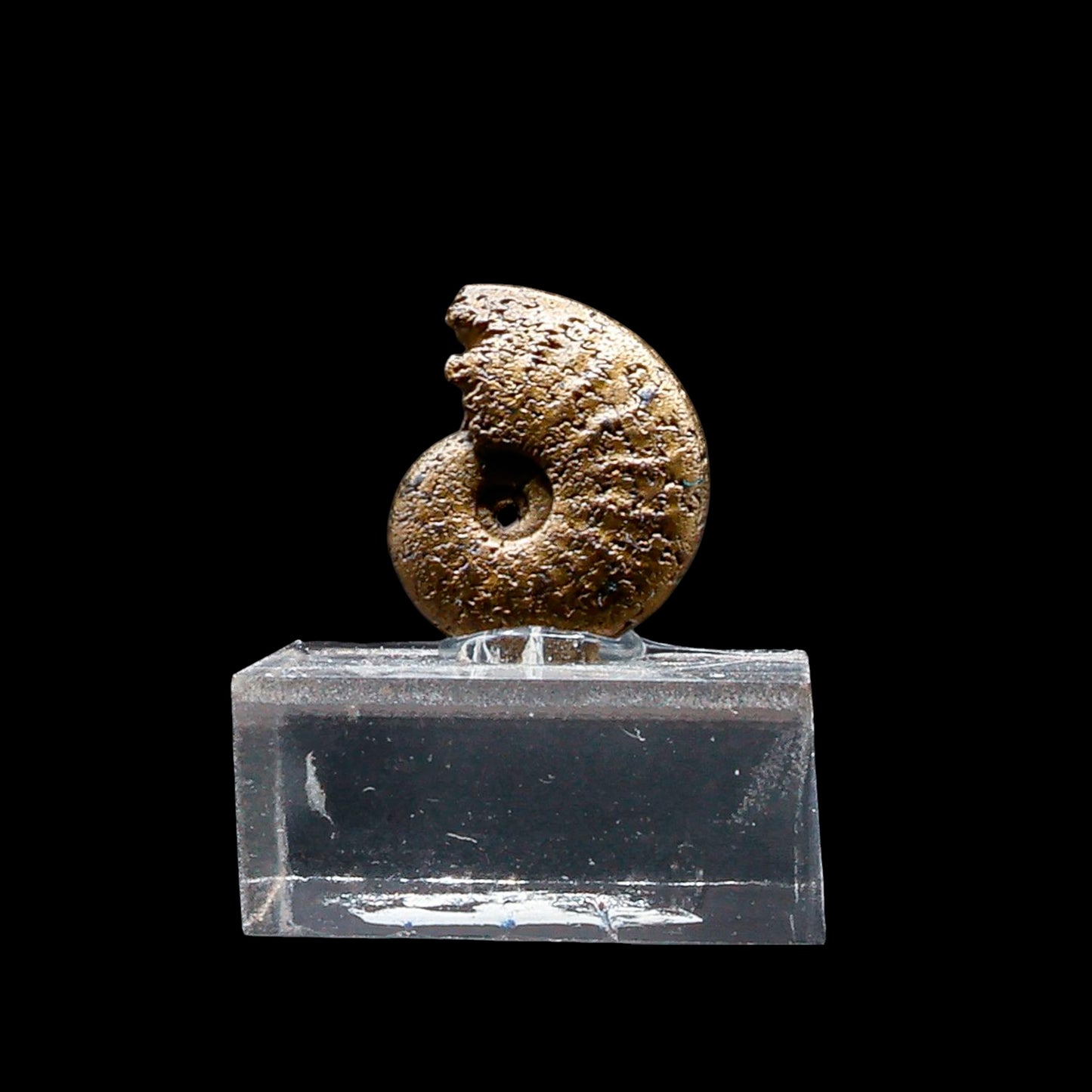 Fósil de Ammonite Piritizado