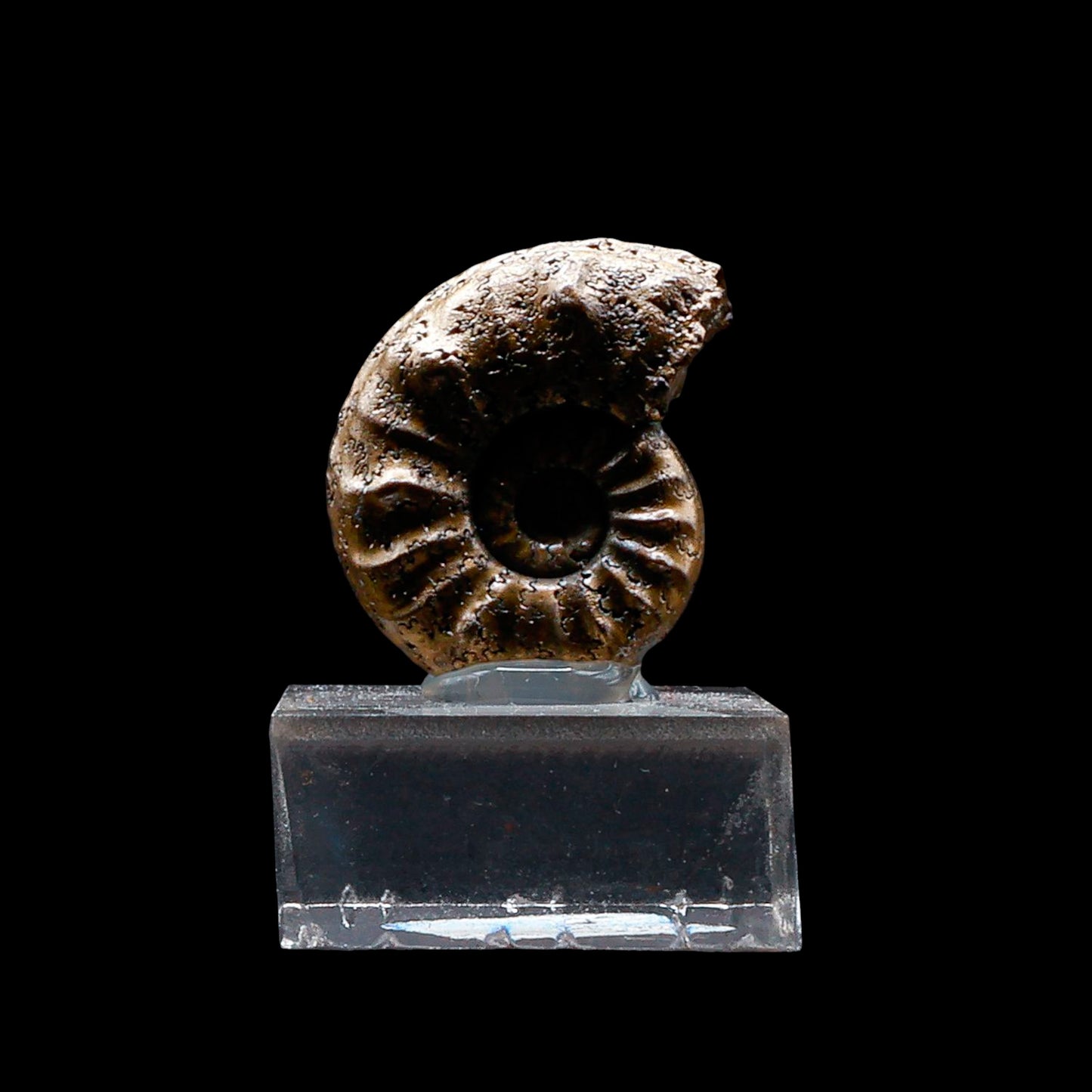 Fósil de Ammonite Piritizado