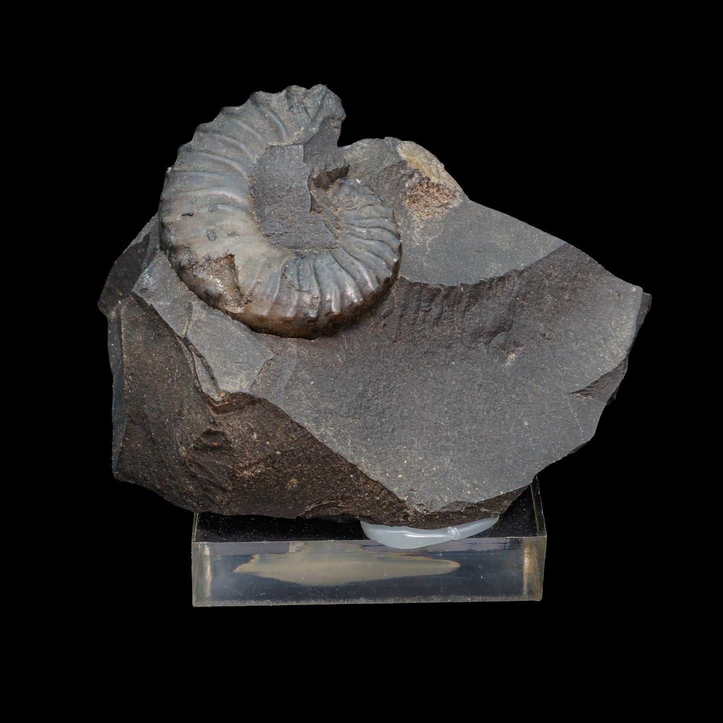 Fósil de Ammonite