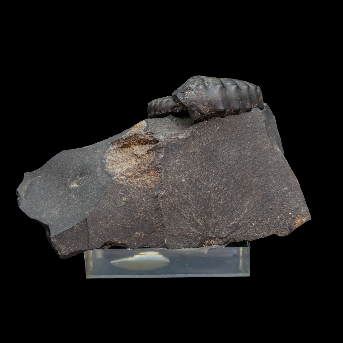 Fósil de Ammonite