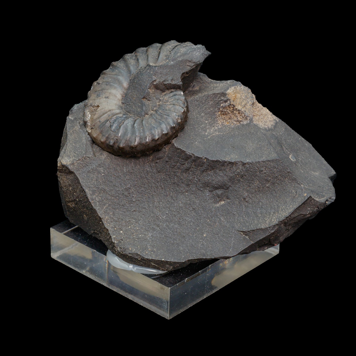 Fósil de Ammonite