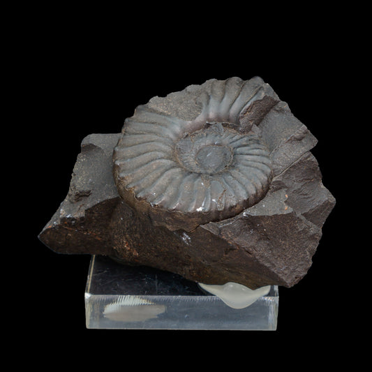Fósil de Ammonite