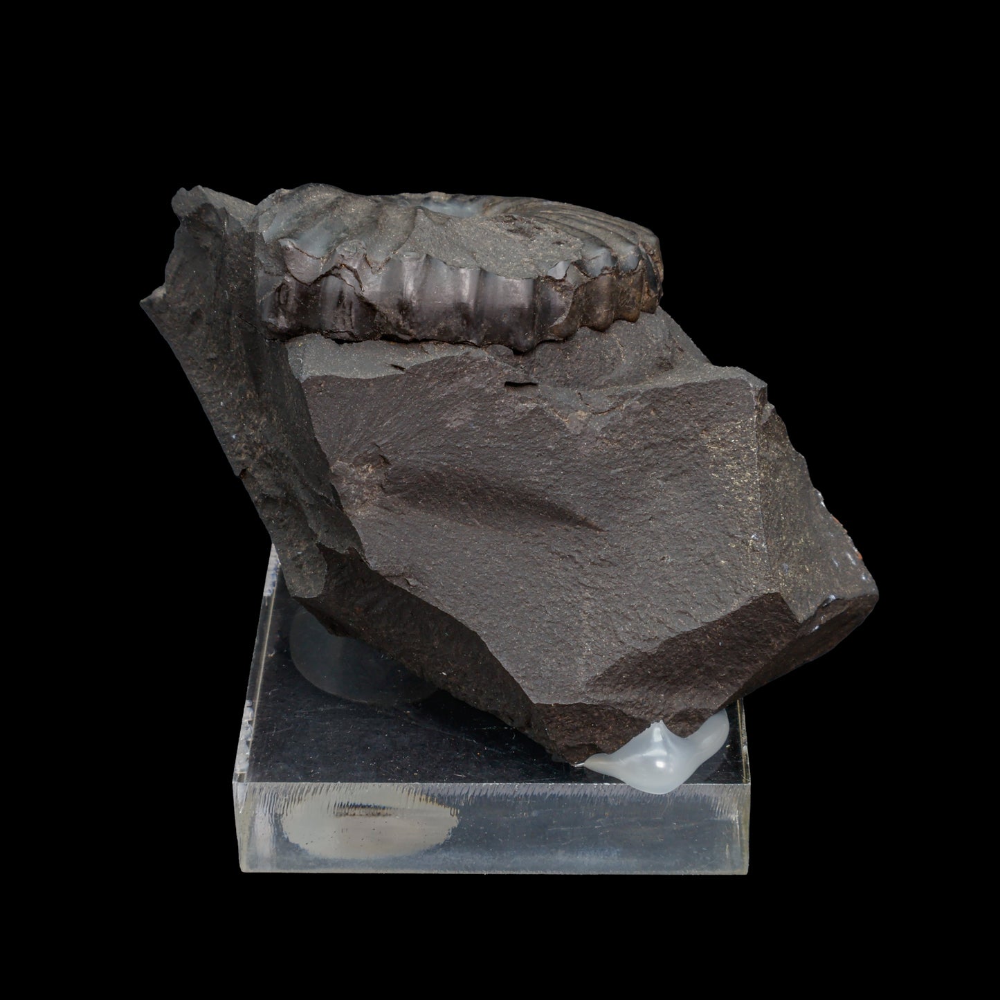 Fósil de Ammonite