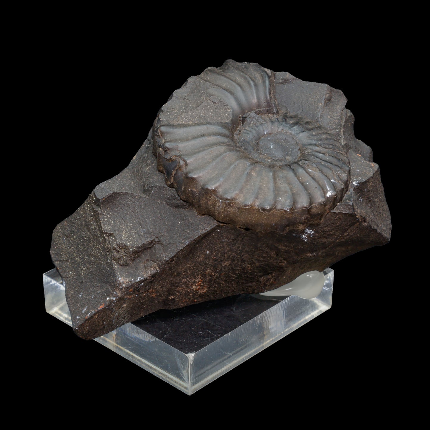 Fósil de Ammonite