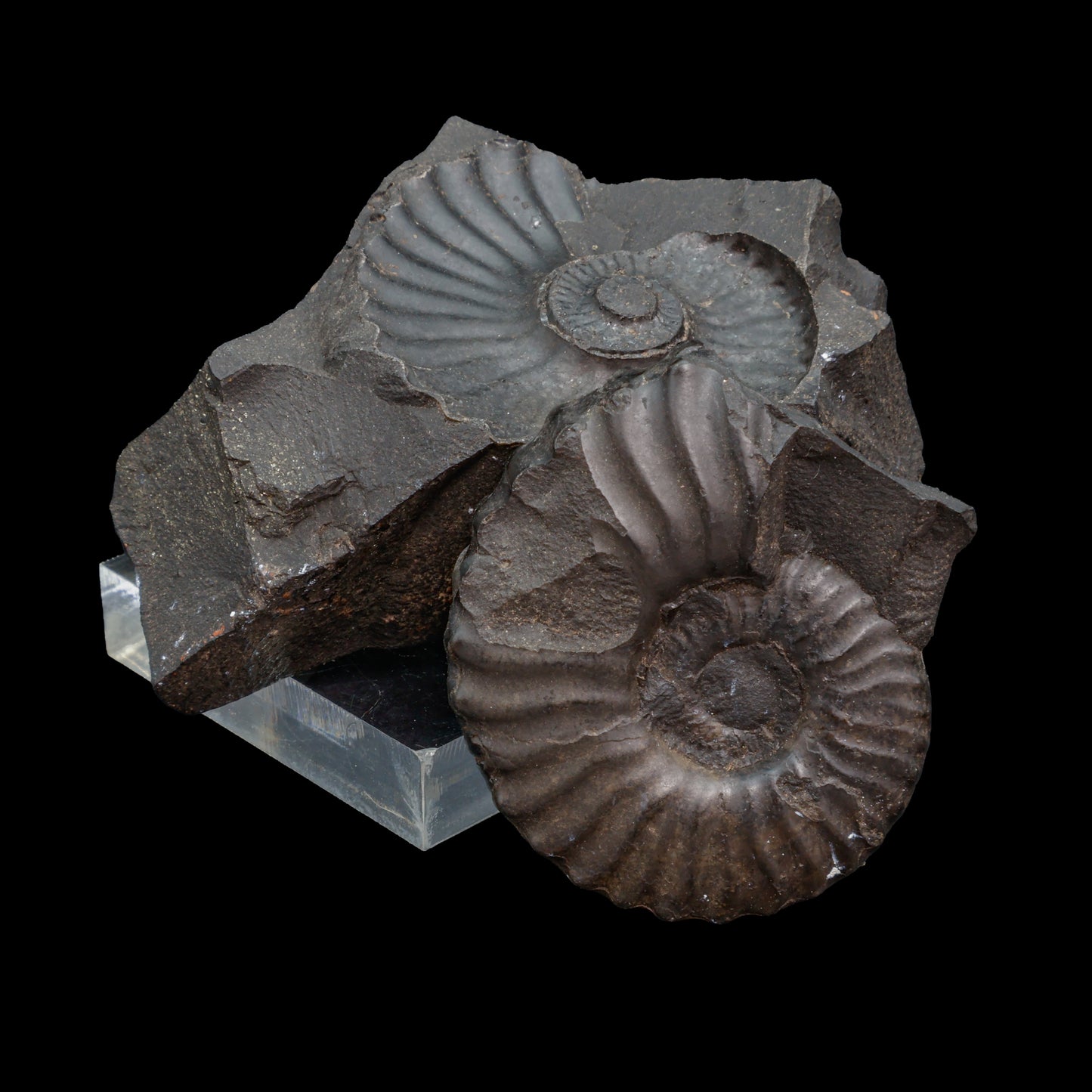 Fósil de Ammonite