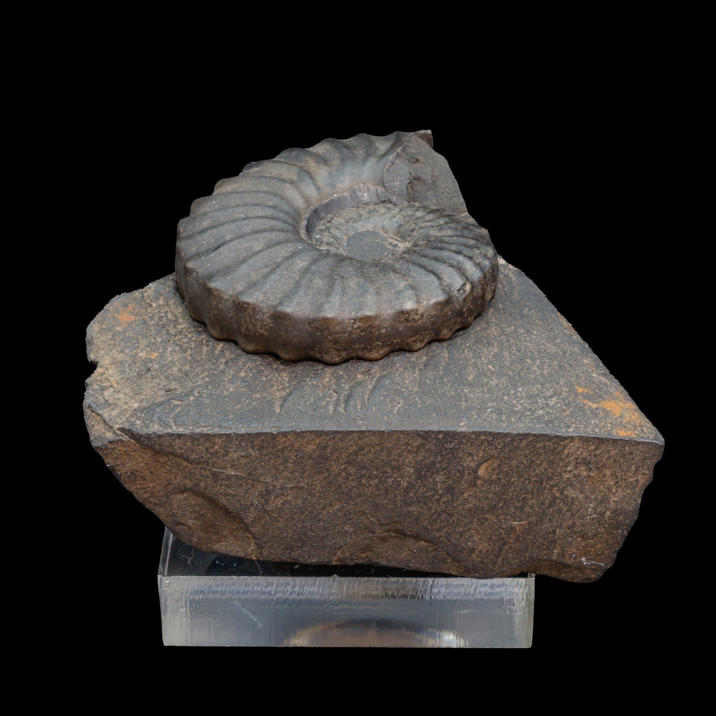 Fósil de Ammonite