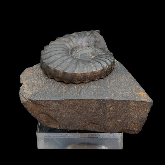 Fósil de Ammonite