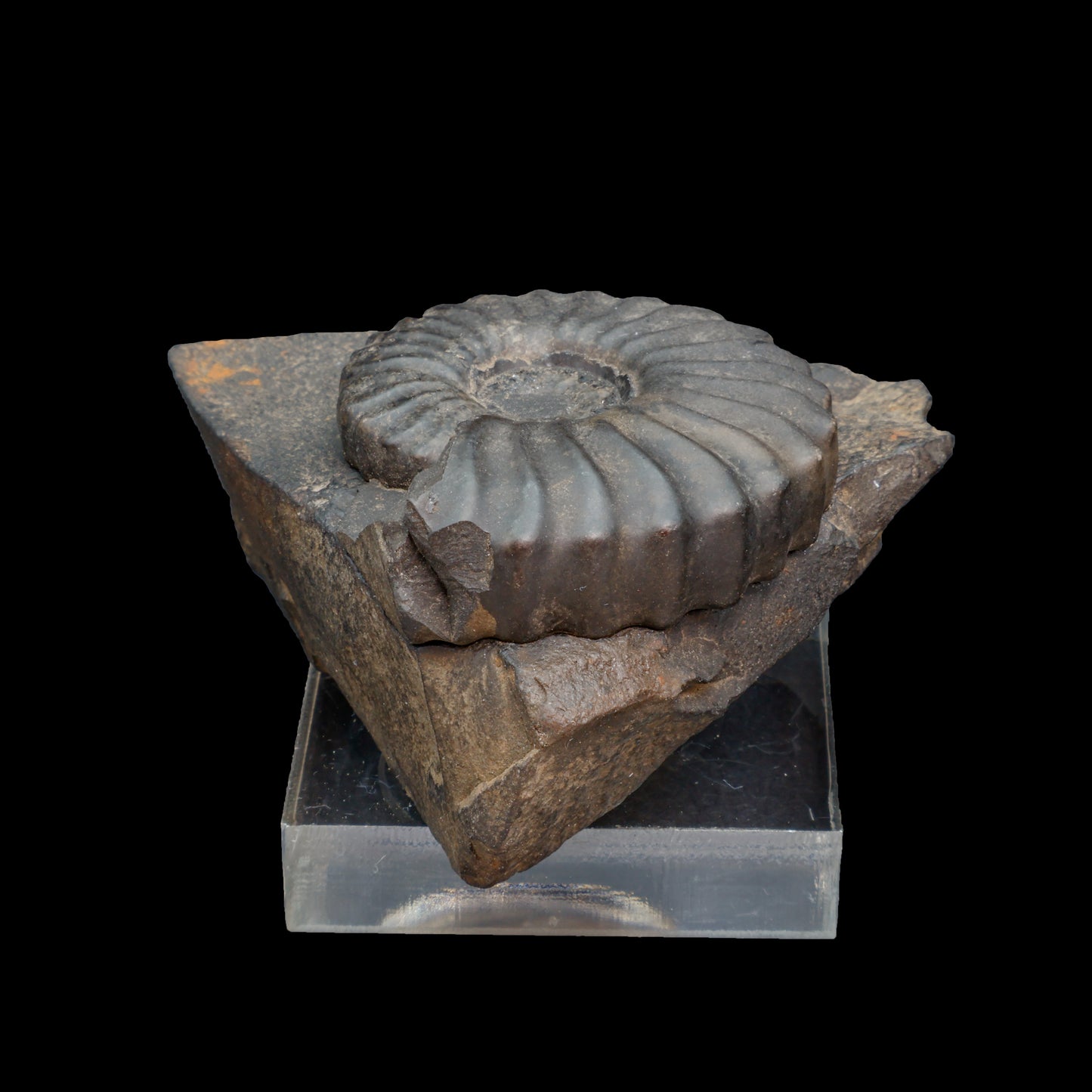 Fósil de Ammonite