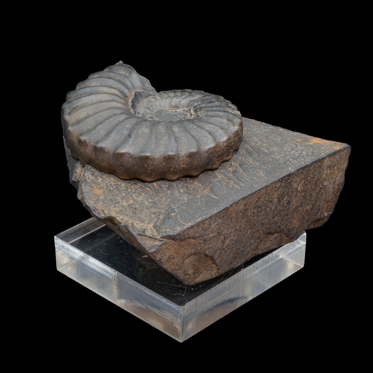 Fósil de Ammonite