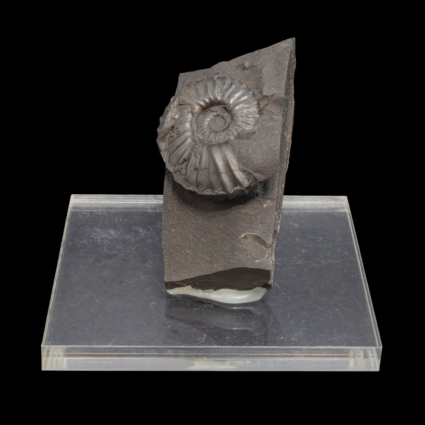 Fósil de Ammonite
