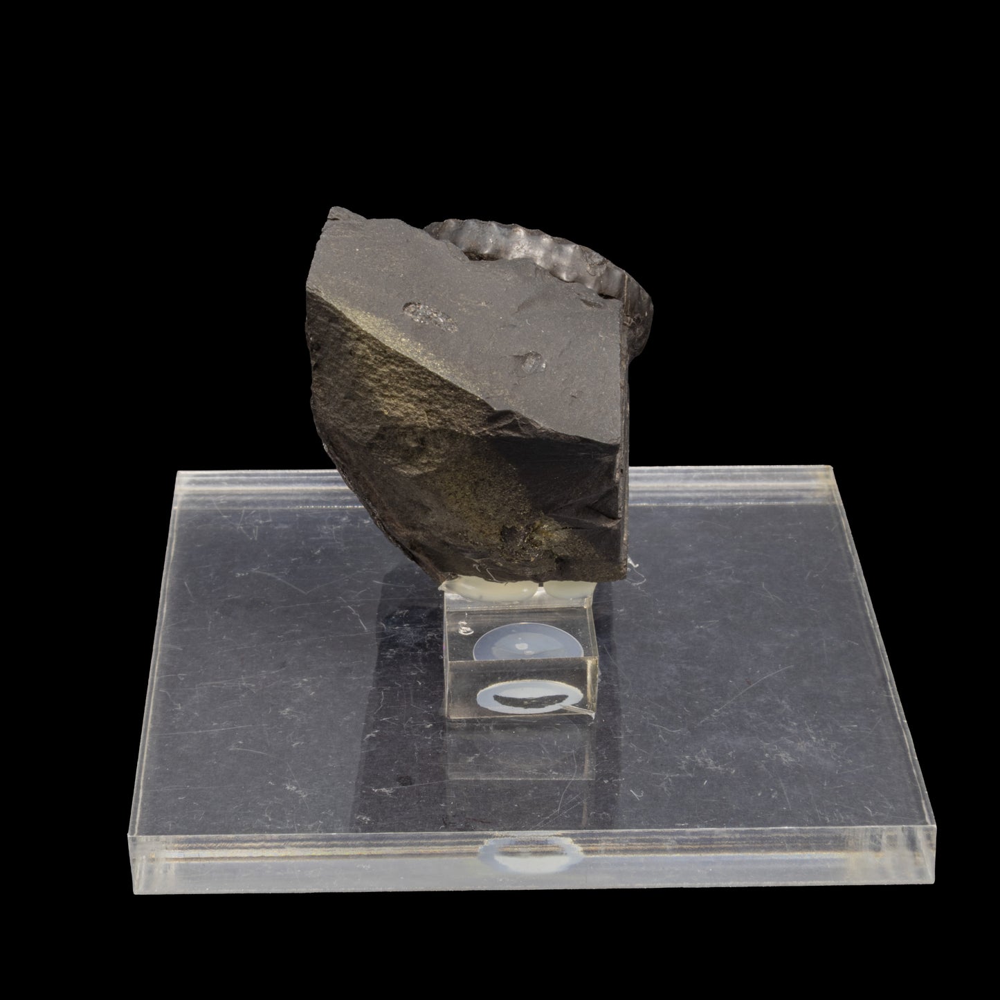 Fósil de Ammonite