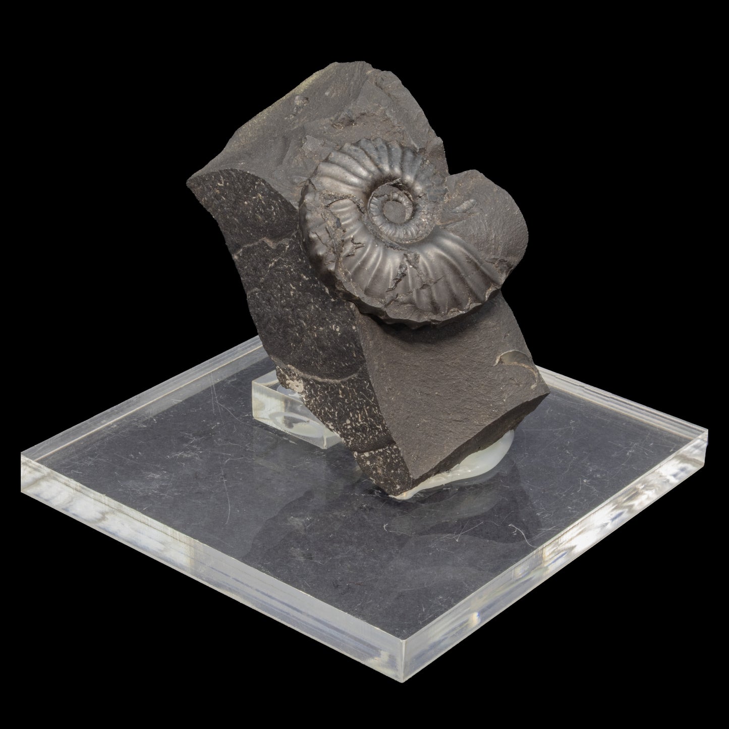 Fósil de Ammonite