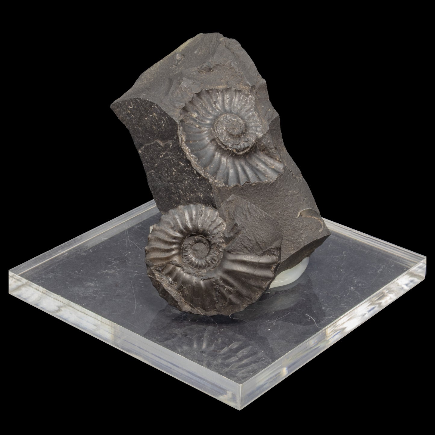 Fósil de Ammonite
