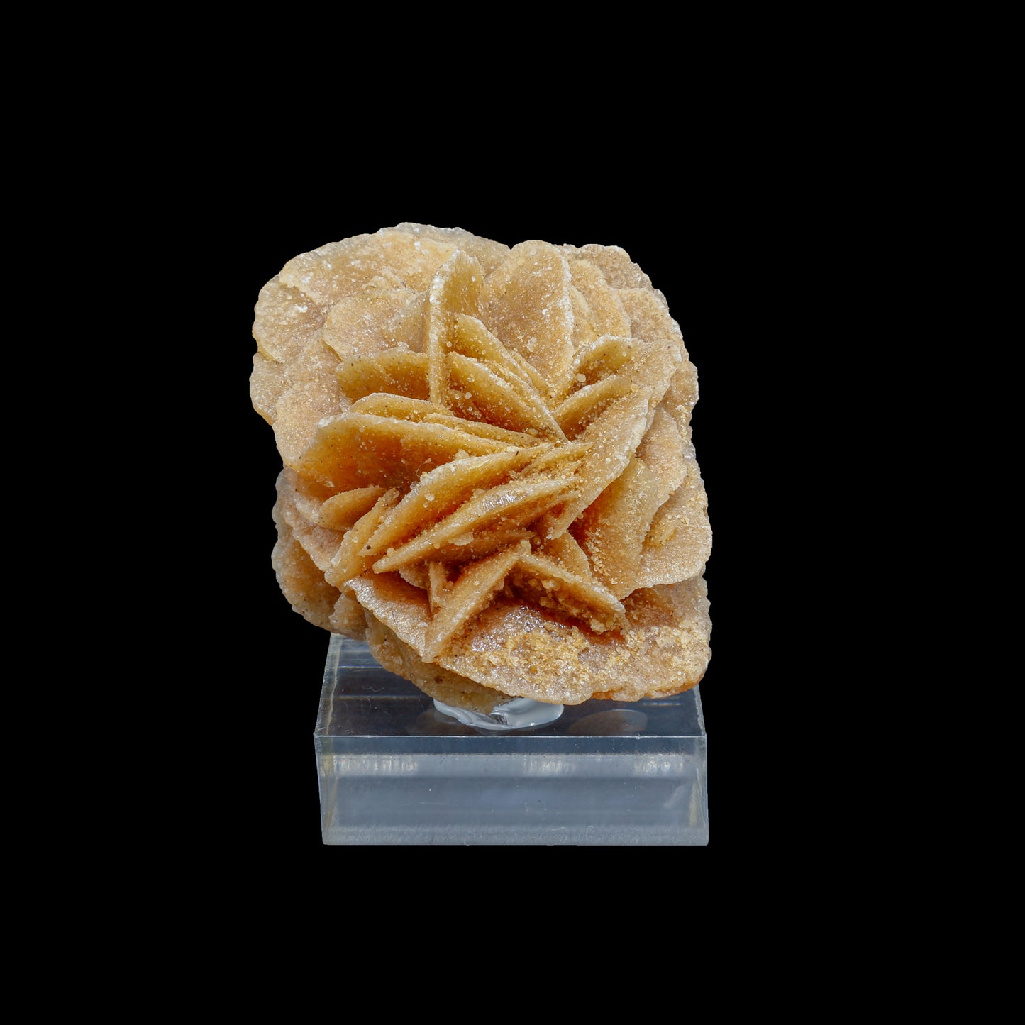 Rosa del Desierto