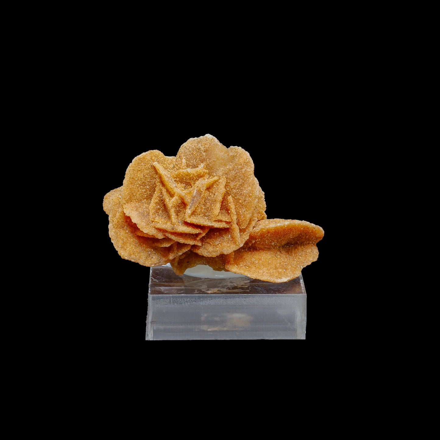 Rosa del Desierto